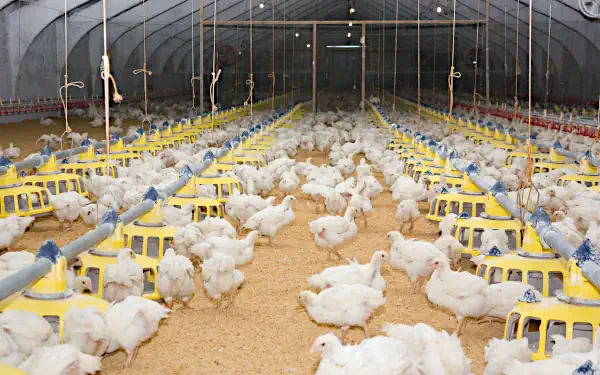 Broiler farm application of Instant HOCl for infection control, reduced mortality and faster weight gain