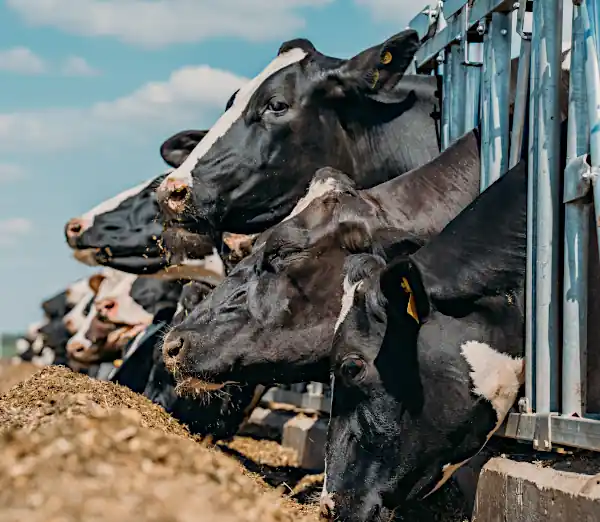Dairy and meat cattle farmers alike are becoming more and more concerned about biosecurity and sustainability.