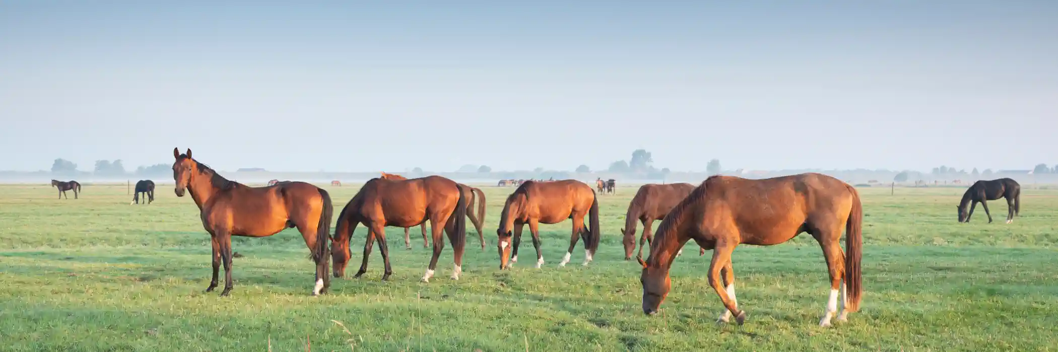 Biosecurity for Crops, Livestock, and Food Prep