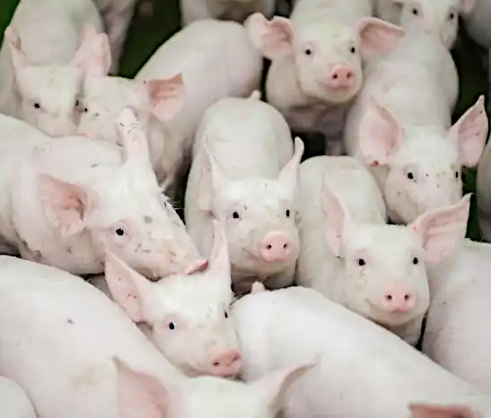 The swine industry is experiencing a growing concern over debilitating infections